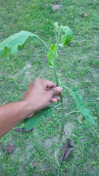 Aphids - Brinjal