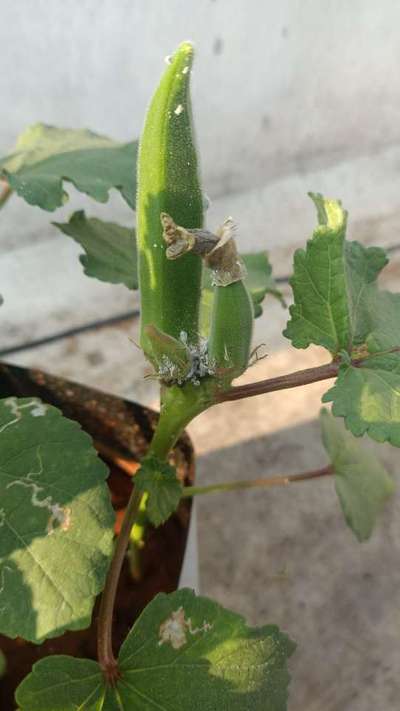 Mealybug - Okra