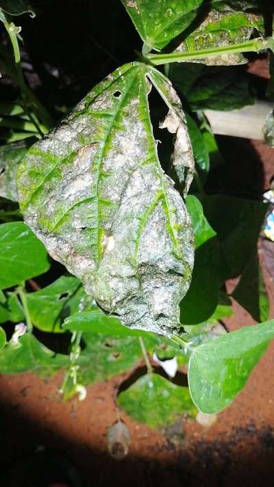 Powdery Mildew - Capsicum & Chilli