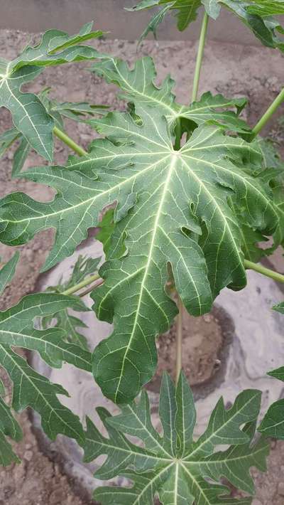 Aphids - Papaya