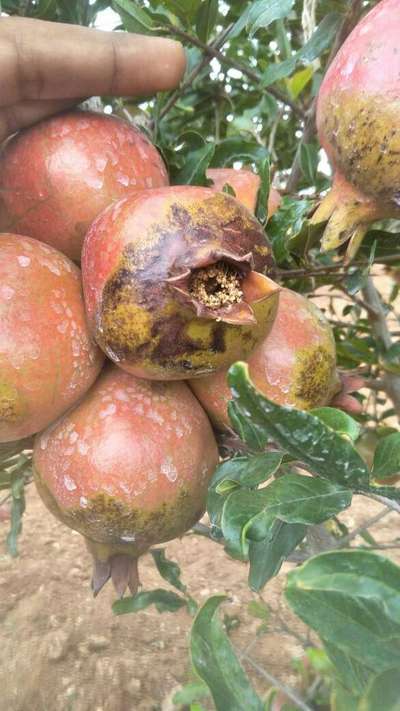 Bacterial Blight of Pomegranate - Pomegranate