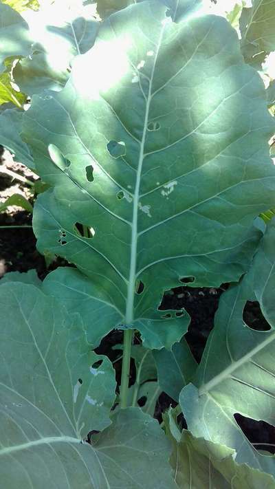 Cabbage White Butterfly - Cabbage