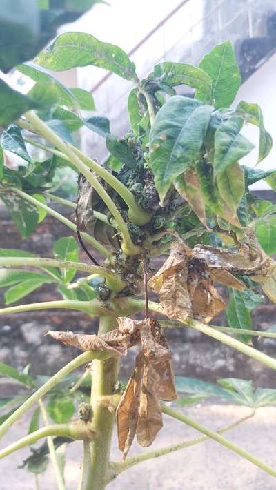 Cassava Mosaic Disease - കപ്പക്കിഴങ്ങ്