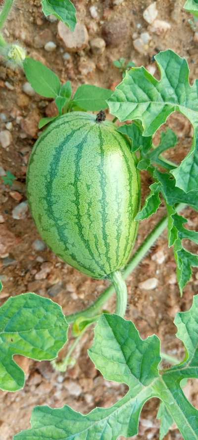 Boron Deficiency - Melon