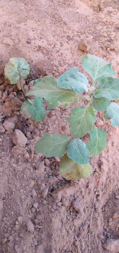 Termites - Brinjal