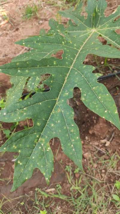 Black Spot Disease of Papaya - Papaya