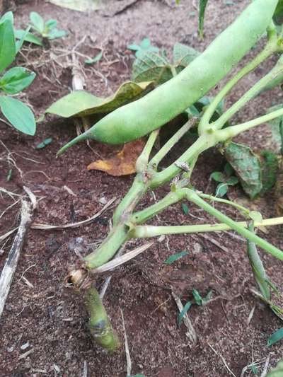 Stem Rot - Bean