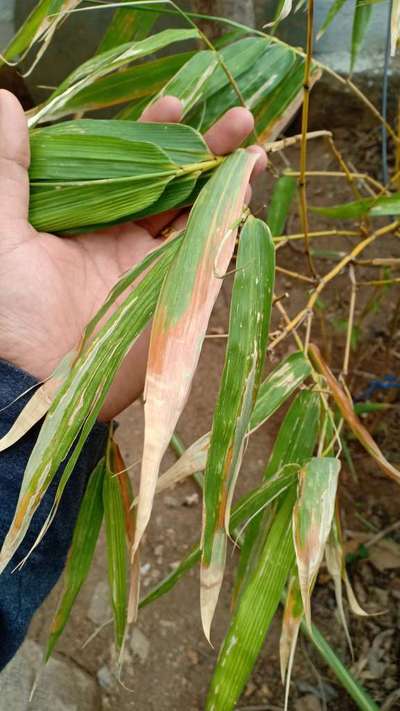 Potassium Deficiency - Wheat