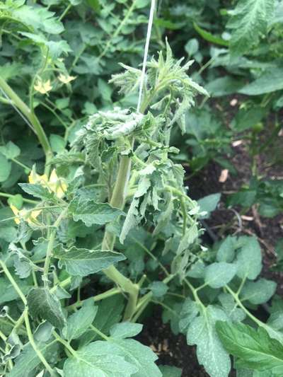 Bacterial Wilt - Tomato