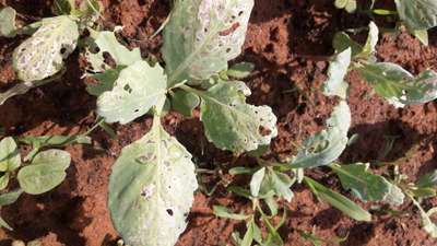 Diamondback Moth - Cabbage