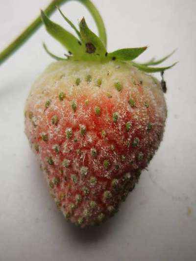 Powdery Mildew of Strawberry - Strawberry