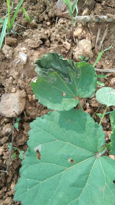 Leaf Miner Flies - Okra