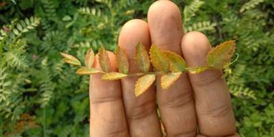 Chickpea Rust - Chickpea & Gram