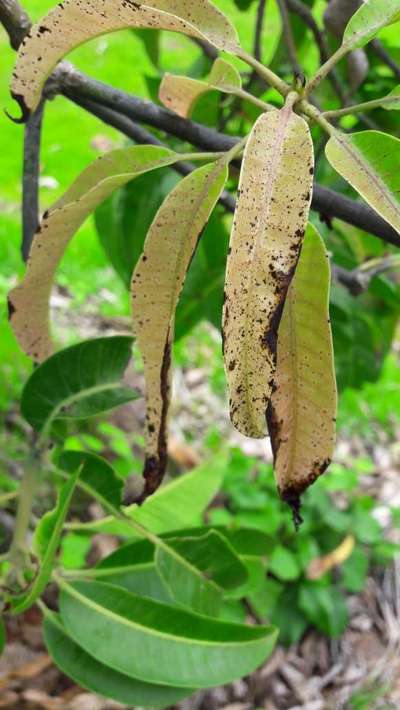 Anthracnose of Papaya and Mango - Mango