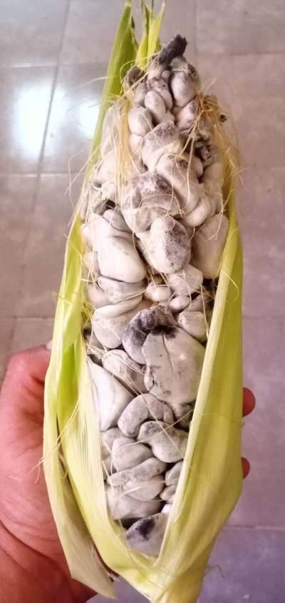 Huitlacoche - Maíz