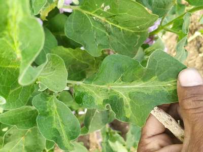 Leaf Miner Flies - Brinjal