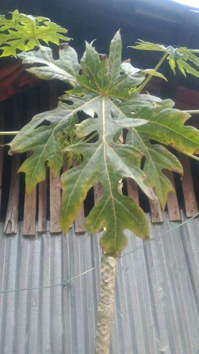 পটাশিয়ামের অভাবজনিত লক্ষণ - পেঁপে