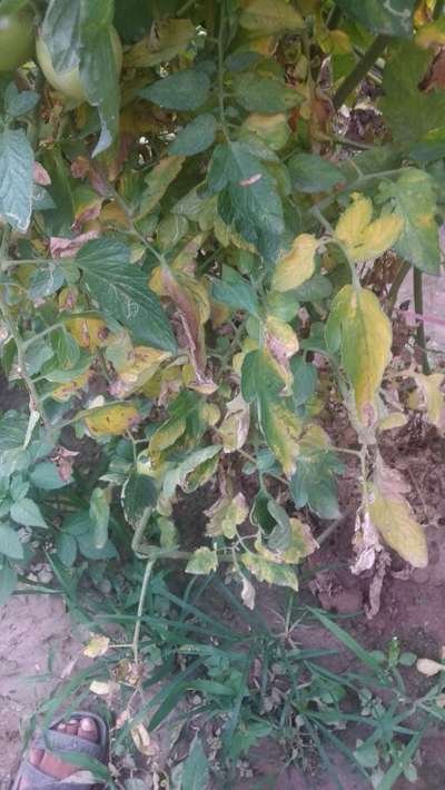 Tomato Late Blight - Tomato