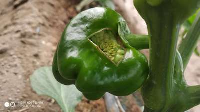 Boron Deficiency - Capsicum & Chilli