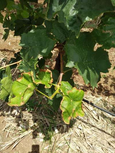 Potassium Deficiency - Grape