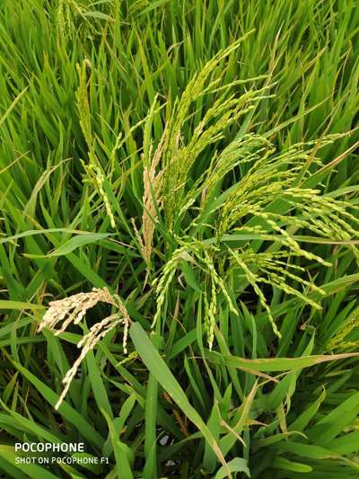 Yellow Stem Borer - Rice