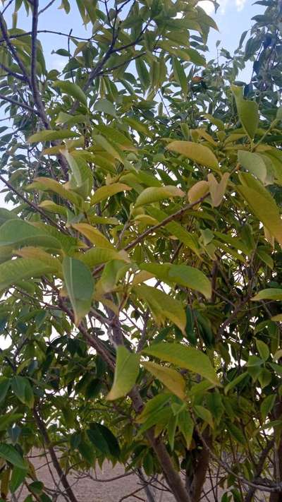 Potassium Deficiency - Mango