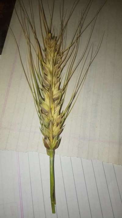 Fusarium Head Blight - Wheat