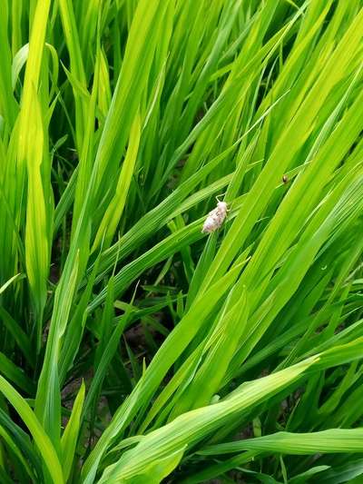 Whitebacked Planthopper - Rice