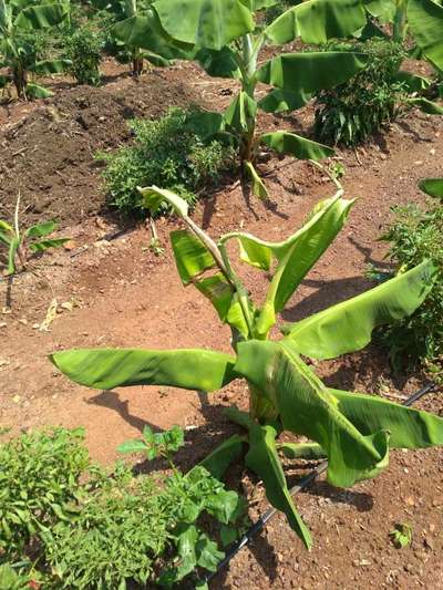 Boron Deficiency - Banana