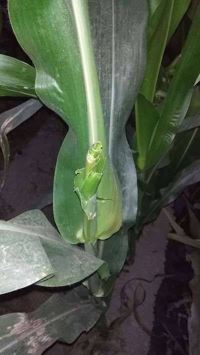 লেদা পোকা - ভুট্টা