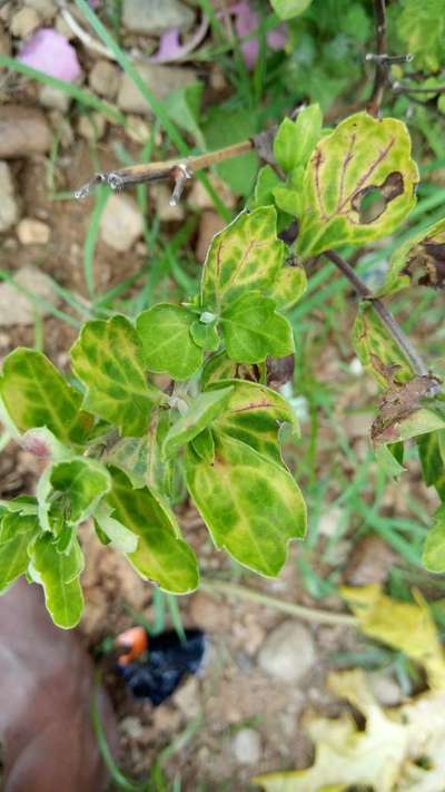 Ring Spot Virus - Brinjal