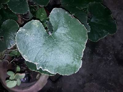 পটাশিয়ামের অভাবজনিত লক্ষণ - কুমড়া