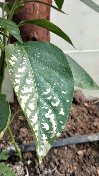 Fertilizer Burn - Capsicum & Chilli