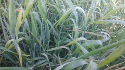 Wheat Dwarf Virus - Wheat