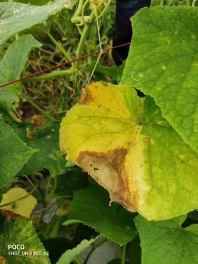 Leaf Blight of Cucurbits - Cucumber