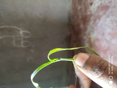 ಸುಳಿ ನೊಣ - ಗೋಧಿ