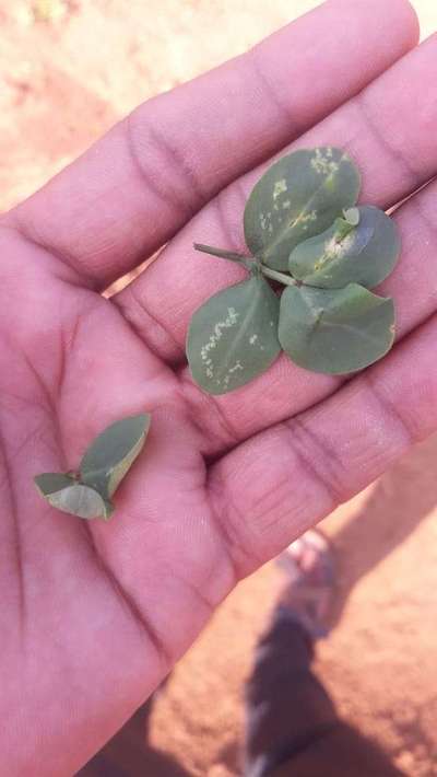 Leaf Miner Flies - Peanut