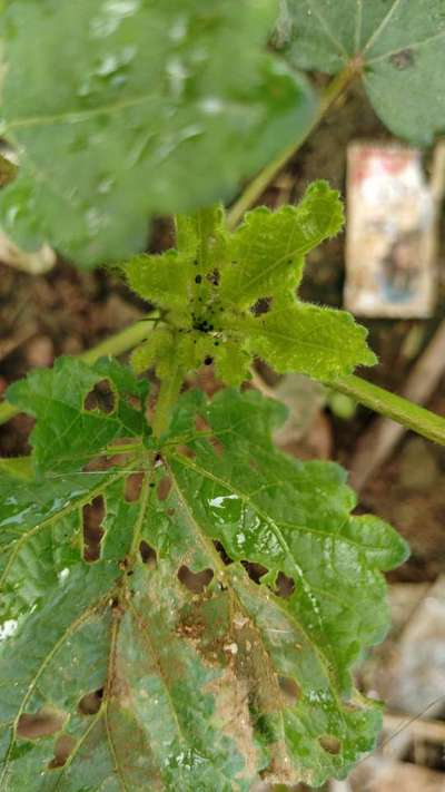 Mealybug - Okra