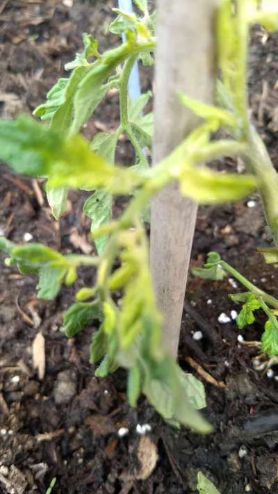 Iron Deficiency - Tomato