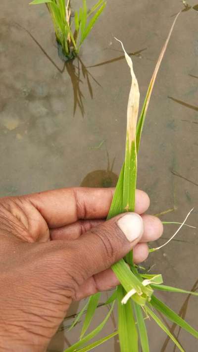 ಪೊಟ್ಯಾಸಿಯಮ್  ಕೊರತೆ - ಭತ್ತ