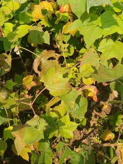 Nitrogen Deficiency - Cotton