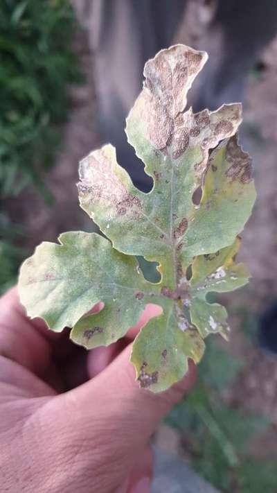 Downy Mildew of Cucurbits - البطيخ