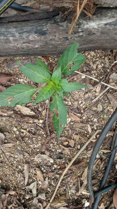 Black Cutworm - Capsicum & Chilli