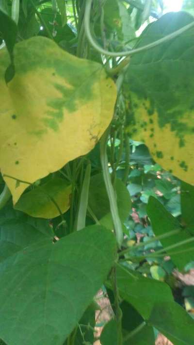 Powdery Mildew - Bean