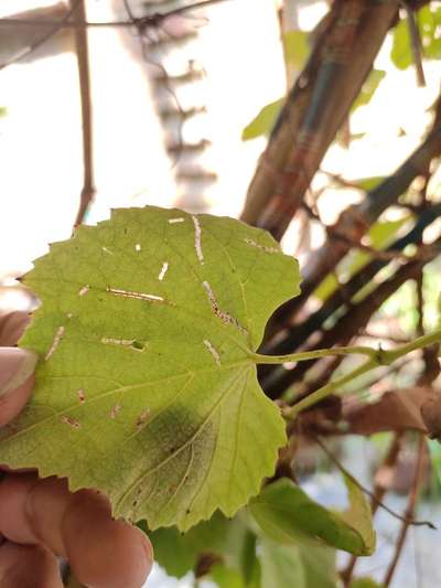 Spider Mites - Grape