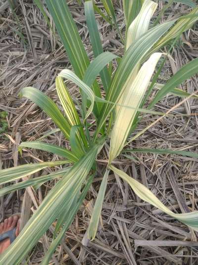 Leaf Scald of Sugarcane - Sugarcane