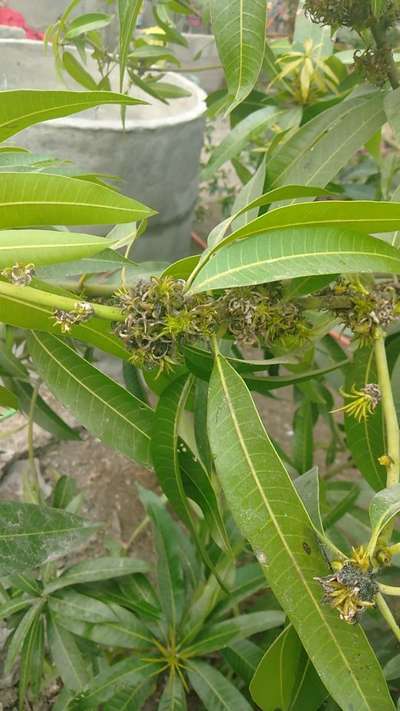 మామిడి వైకల్యం - మామిడి