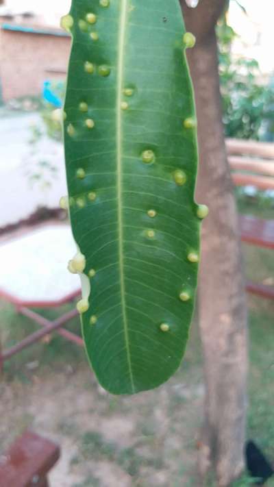 Gall Mite - Mango