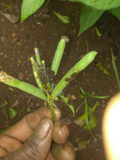 ಬಟಾಣಿ ಬೀಜ ಕೊರಕ - ಉದ್ದಿನ ಬೇಳೆ & ಹೆಸರು ಬೇಳೆ