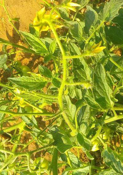 Nitrogen Deficiency - Tomato